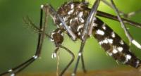 Nationwide Dengue Cases Top 82,000